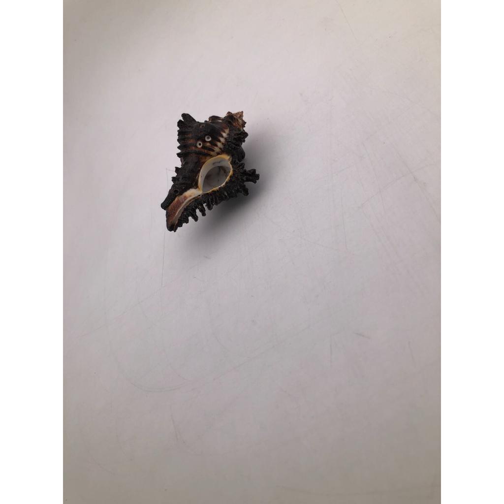 Natural Shani Sankh for Puja. 8 Cm JL286093830033