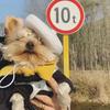 Ins Solid Color Mini Cat Accessories Dog Beret Cat Hat Pet Wool Cap Pet Headwear