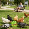 Chicken Feeder Spill Proof Non Slip UV Resistant Chicken Coop Feeder Food Storage for Parakeet Pigeon Quail Duck Home Cage