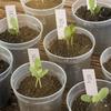 Flower Pots Set of 30 Clear Plastic Pots with Drainage Holes and 50 Plant Labels for Garden and Plant Organization
