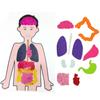 Body Human Organ Puzzle Science Educational Diy Set Cognitive Development Kids