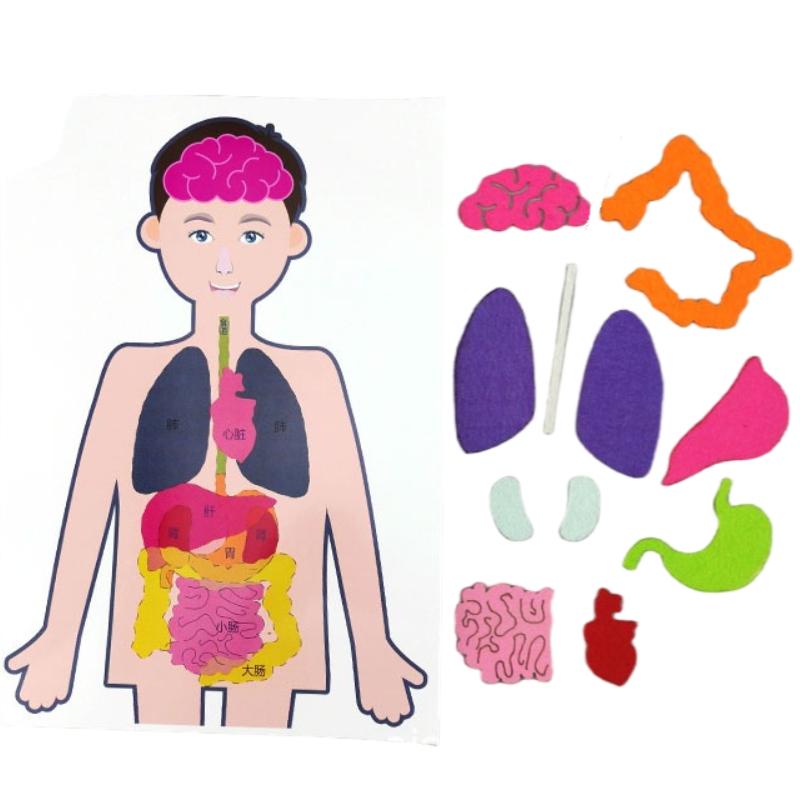 Body Human Organ Puzzle Science Educational Diy Set Cognitive Development Kids