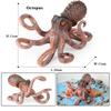 Oenux Marine Molluscs Model Simulation Squid Octopus Growth Cycle Action Figure Sealife Animals Education Collection Kids Toy