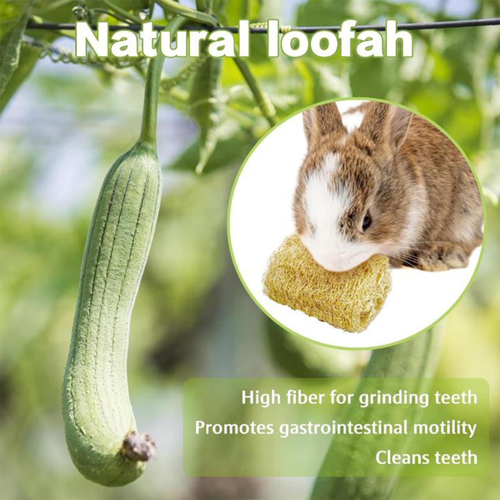 

Bunny Chew Toys 4 Pieces Loofah Gerbil Chewing Supplies Hamster Enrichment Toys For Pet Parents Shelters Shops Cats Dogs Living China Mainland