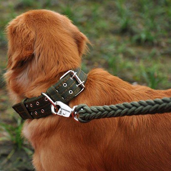 Martingale-Hundehalsband Aus Weichem Neopren – Verstellbar, Atmungsaktiv, Für Kleine Bis Große Hunde, In Orange