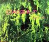 CD DINOSAUR JR - Get Me NEG60CD,4509911 Blanco Y Negro 1992 Europe Rock Used