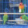 8Pcs Bird Fruit Fork Feeder Plastic Parrot Food Holder Secure Snack Clip for Cage Easy Cleaning Versatile Vegetable Feeding Tool