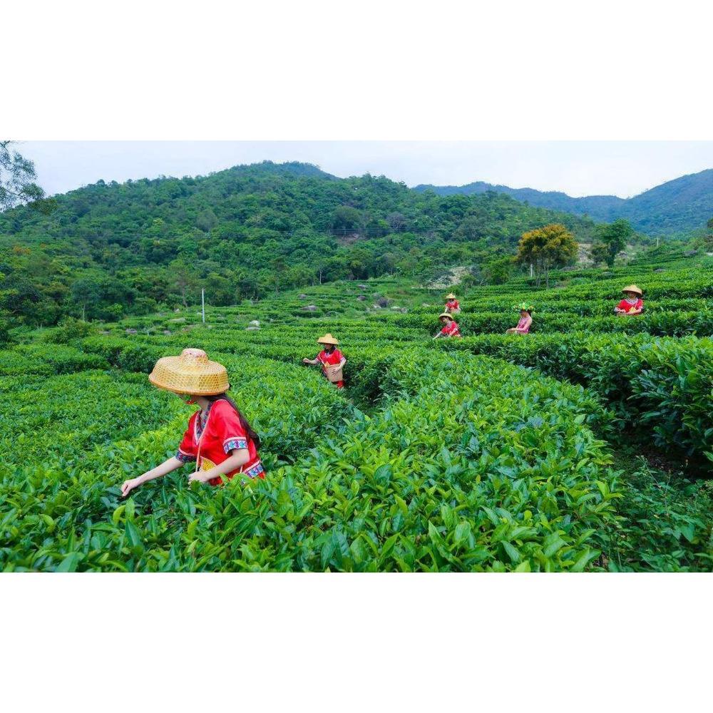 Yunnan Sheng Pu erh Green Tea 200g Premium Loose Leaf Spring Tea Authentic Chinese Healthy Drink