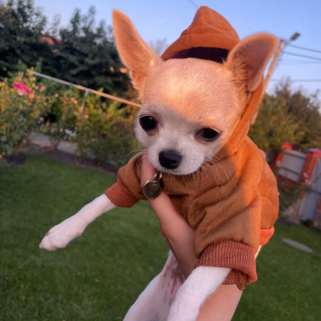 Dog Clothes Vest Jacket Sweatshirt With Hood Insulated Size S