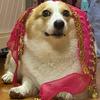 Dog Booty Shake Dance Booty Towel Decoration Pet Clothes Hip Wrap Pet Dance Scarf Belt Dancing Skirts Clothes Belly Cosplay