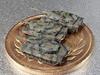Firestarter 1/700 Modern German Leopard II Set Resin Kit FS-MG1 (Tank)