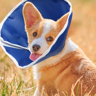 Cilt Dostu Pet Konik Tasması Su Geçirmez Ayarlanabilir Geniş Uygulama Kolay Giyilir Yalamayı Durdurur Dokunmamış Kumaş Köpek Kedi Yara İyileşmesi Koruyucu