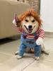 Halloween Klein- & Mittelgroßes Haustierkostüm - Hund & Katze Verwandlungskostüm