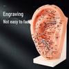 Ultra-Clear Extra Large Ear Acupuncture & Reflexology Model with Multi-Hole Acupoint Diagram