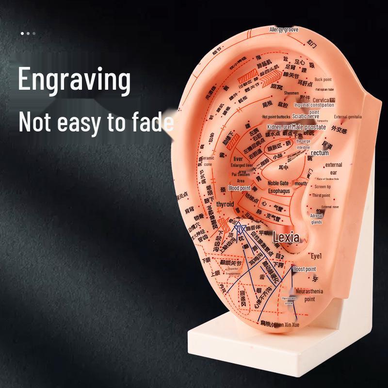 Ultra-Clear Extra Large Ear Acupuncture & Reflexology Model with Multi-Hole Acupoint Diagram