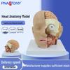 4-Part Mid-Sagittal Head Model with Cerebral Arteries