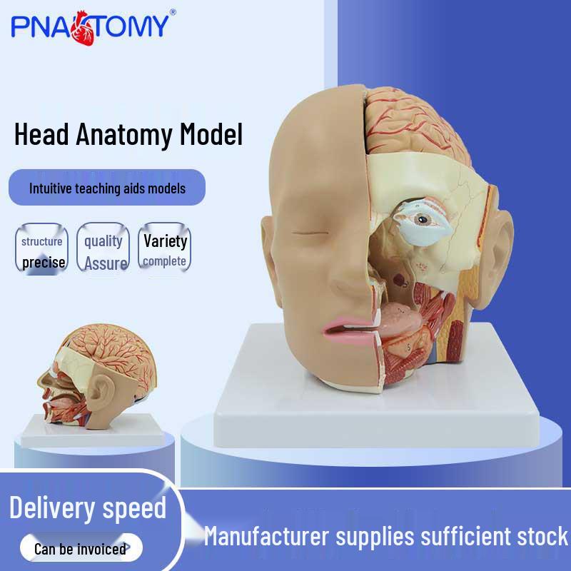 4-Part Mid-Sagittal Head Model with Cerebral Arteries 23 x 18 x 20 cm