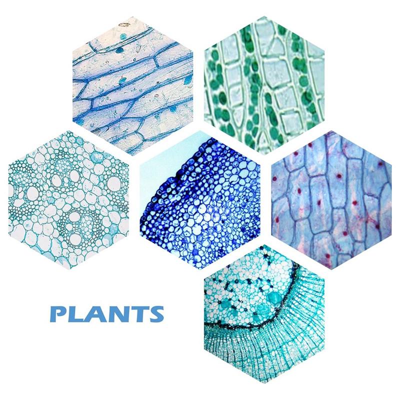 A84E-200 Packs Microscope Slides, 100 Plants & 100 Animal Tissues Includes Labels And Case For Biological Science Education
