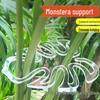 Transparent Flower Stem Support and Gatherer for Potted Plants and Monstera