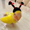Bird Hats for Parrots Fun Upright Braids Costume Accessories Knitted Hat with Stretchy Strap for Hamsters Parakeets