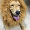    Mane Pet Wig for Dogs, Pet Wig for Cosplay, Party or Travel 