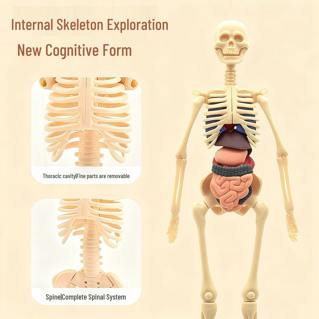 Detachable Human Skeleton Model Educational Toy for Kids