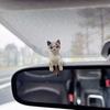 Cute Sleeping Cats Car Center Console Ornaments Navigator Screen Rearview Sleeping Kitten Ornaments Decoration Car Accessories