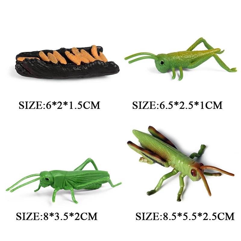 Oenux Simulation Luna Moth Salmon Butterfly Ants Life Growth Cycle Animals Model Action Figures Educational Miniature Kids Toy