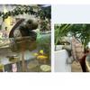 Garden Turtle Resin Statue With Realistic Design And Vibrant Colors Weather Resistant Outdoor Ornament For Patio