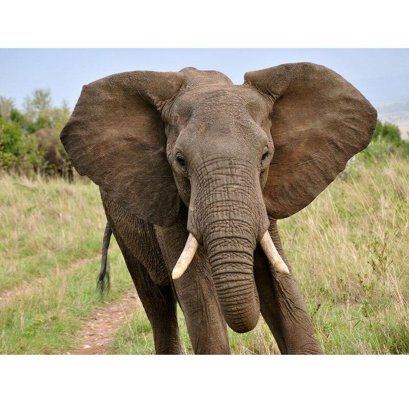 Noua pictură cu diamant 5D DIY, elefanți, broderie cu diamante, animale, punct de cruce, burghiu rotund complet, decorarea casei, cadou de artă manuală