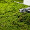 Artificial Moss Landscape Bionic Lawn False Moss Micro Landscape Layout Lawn Bonsai Pottery Paving Landscape Outdoor Indoor