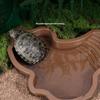 Turtles Habitat Bowl With Ergonomic Steps 4.3cm Depth Scratch Resistant For Indoor and Outdoor Use