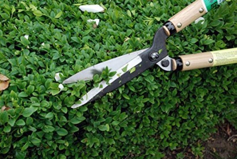 Okatsune Hedge Shears Type 55
