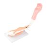 Arm Moving Model Anatomical Elbow Joint Motion Model Primary School Teaching Accessory