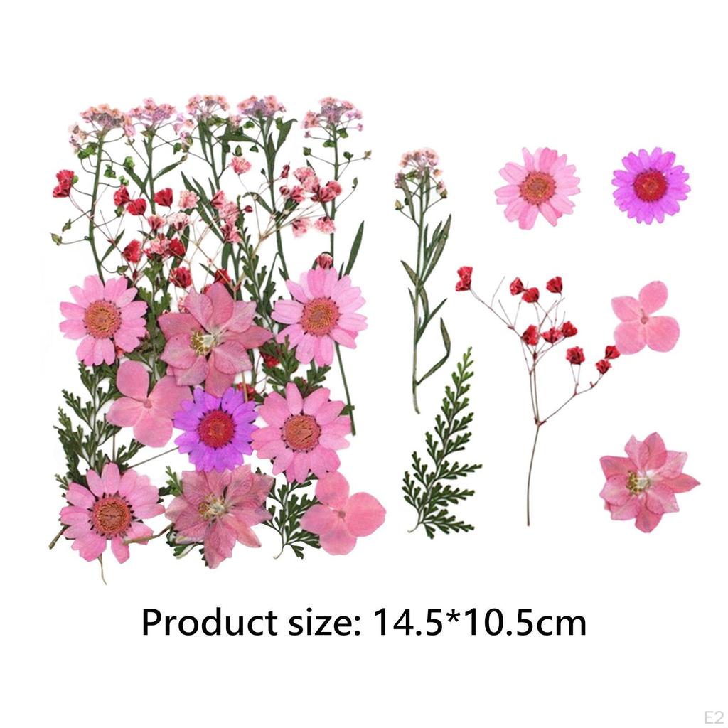 Pressed Dried Flowers Leaves Kits Handcrafts Embellishments Dry Pressing Floral Set Real
