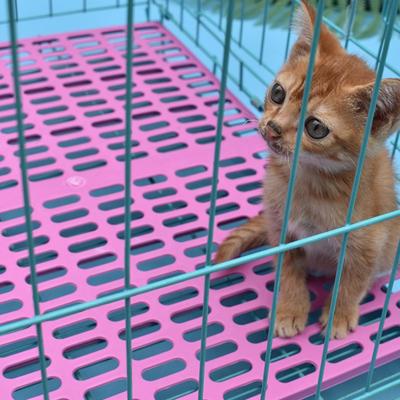 Rutschfeste Polsterplattform für Haustier Hund Katzenkäfig