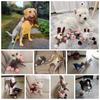 Jouet Peluche Chien Forme Animaux Résistant aux Morsures Jouets Couinants Jouets Chien Velours Côtelé pour Petits Grands Chiens Chiots Animaux de Compagnie Accessoires d'Éducation