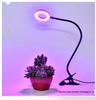 USB LED Plant Grow Light - Indoor Supplemental Light for Flowers, Bonsai, Succulents, 5V Small Table Lamp