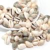 50g Pack Natural Double-Hole Small Shells, DIY Pendant Accessories