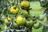 SAFLAX Organic - Tomato - Green Zebra - 10 Seeds - Solanum Lycopersicum