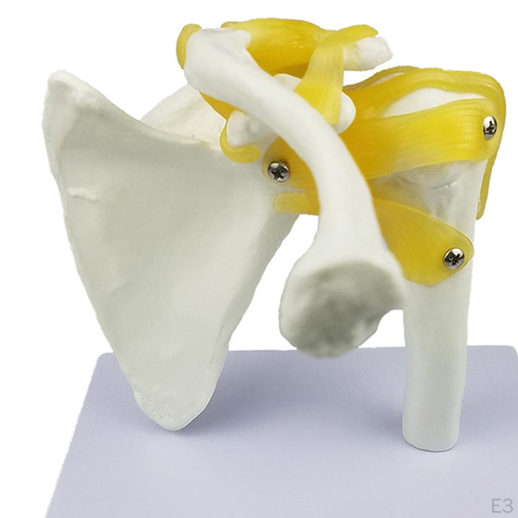 Model lidského ramenního kloubu s funkčními vazy Nástroje