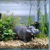 Realistic Hippo Oxygen Pump Efficient Aquarium Hippo Ornament  Aquarium Accessories