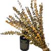 20 Pcs Preserved Dried Eucalyptus Stems, 17" Natural Fresh Eucalyptus Branches,Real Plant for Vase Filler, Dried Flowers Arrangement