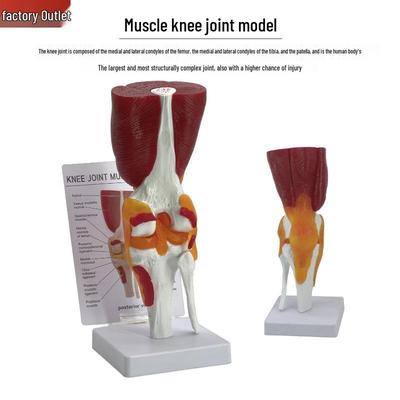 1:1 Menselijk Kniegewricht Model met Spieren, Banden, Meniscus en Patellapees voor Revalidatieonderwijs