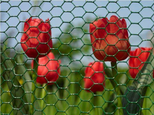 Hexagonal Mesh In Pvc Wire 0.9Mm 100Cm*25Mb Mesh 25Mm - 25Mb - Sb 2940173