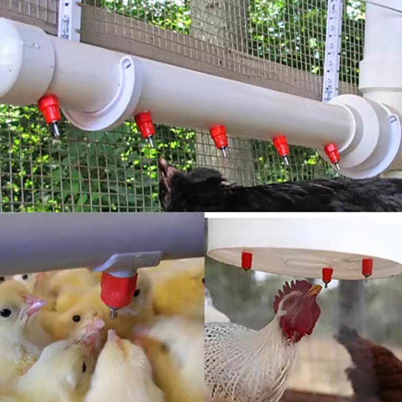 5 Stück Hühner Tränkenippel Tränken Wachtel Taube Vogel Tränkenippel Automatische Wässerung Feder Typ Geflügelzucht Ausrüstung