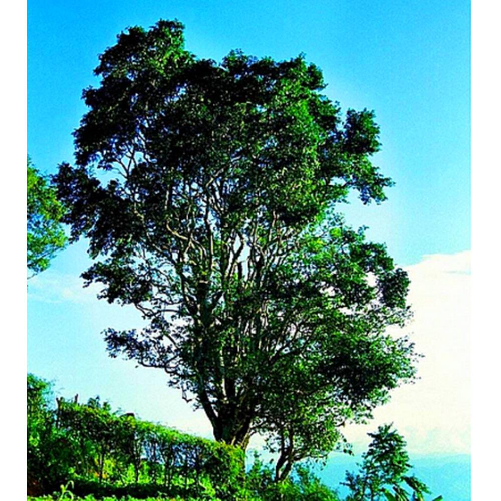 Yunnan 357g Raw Pu-erh Tea Cake Lao Ban Zhang Ancient Tree Pure Tea