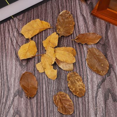 Natural Retro Dried Leaves 10G Zakka Jewelry Photo Props Ornament Dried Flower Material Package Christmas Decoration