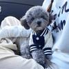 Cute Puppy Dog Clothes Autumn and Winter Warm Embroidered Corduroy Baseball Jacket Small Dog Bigbear Pet Clothing