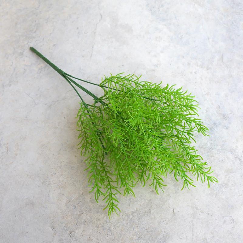 Plant Asparagus Cochinchinensis For Interior Decoration Photography Events